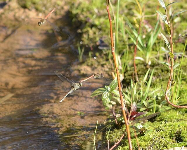 Große Heidelibellen - Tandem