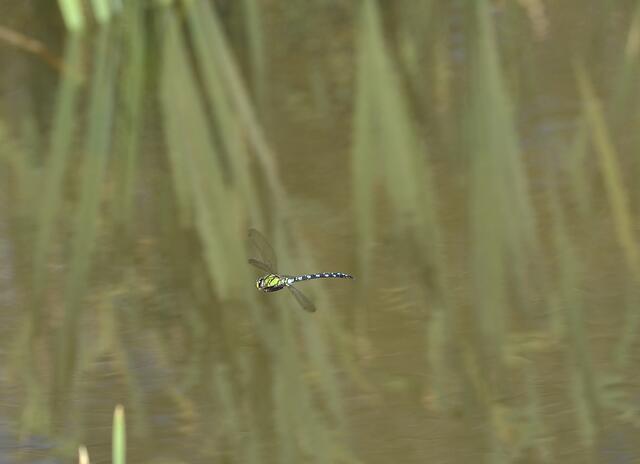 Blau-Grüne Mosaikjungfer , m
