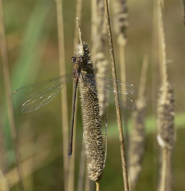 Gemeine Binsenjungfer