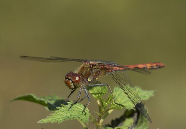 Große Heidelibelle, m