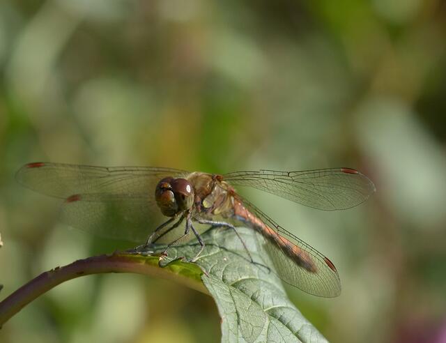 Große Heidelibelle (M)
