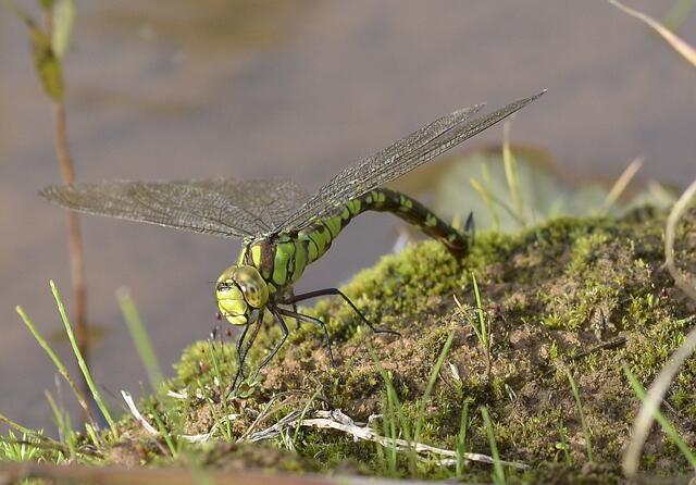 Blau-Grüne Mosaikjungfer , W