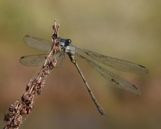 Gemeine Binsenjungfer