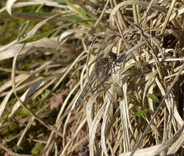 Große Heidelibelle , w