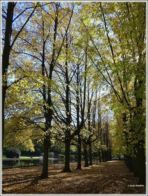 Goldener Oktober im Stadtpark Hannover - Allee im Herbstlaub (Foto: Katja Woidtke)