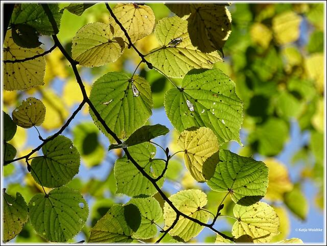 Goldener Oktober im Stadtpark Hannover - Herbstlaub im Gegenlicht (Foto: Katja Woidtke)