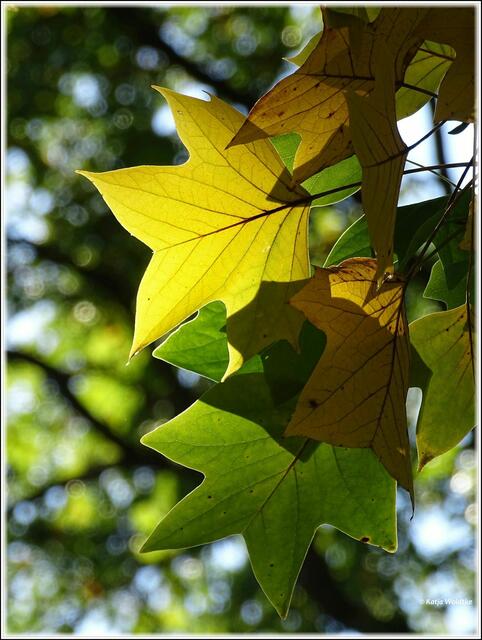 Goldener Oktober im Stadtpark Hannover - von der Sonne geküsst (Foto: Katja Woidtke)