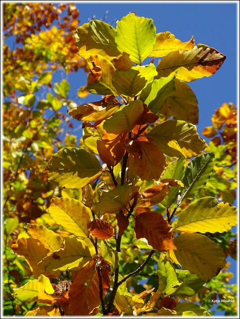 Goldener Oktober im Stadtpark Hannover - farbenfroher Herbst (Foto: Katja Woidtke)
