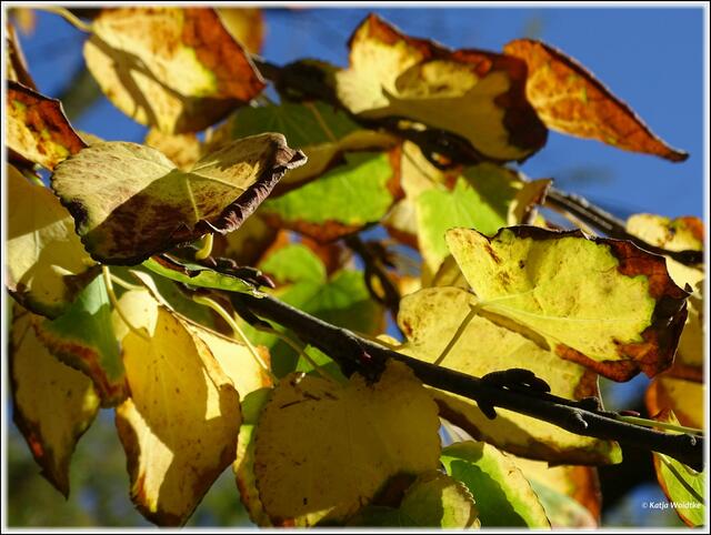 Goldener Oktober im Stadtpark Hannover - buntes Herbstlaub (Foto: Katja Woidtke)