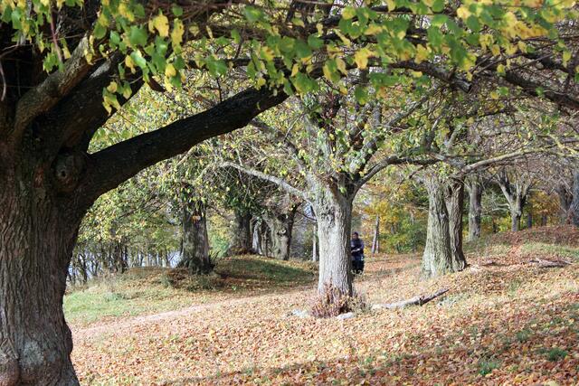 Romantische Allee