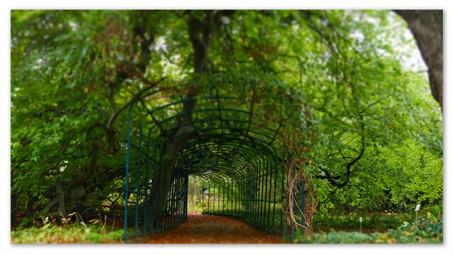 Süntelbuche im Berggarten