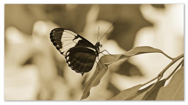 Schmetterlinge im Berggarten