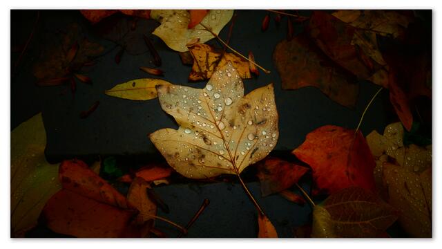 Herbstwetter im Berggarten