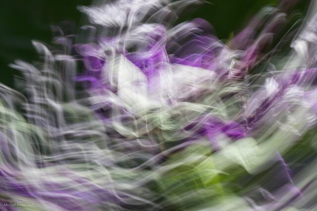 Salbeiblüte aus anderem Blickwinkel