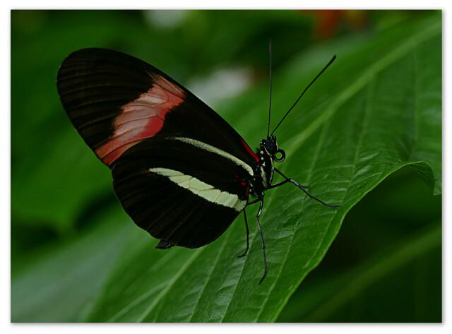 Schmetterlinge im Berggarten Herrenhausen