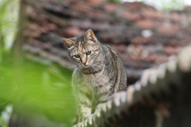 Foto: Tierschutzverein " Glücksnasen"
