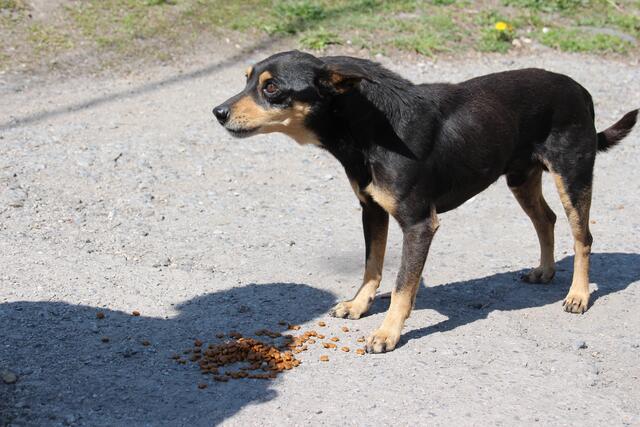Foto: Tierschutzverein " Glücksnasen"