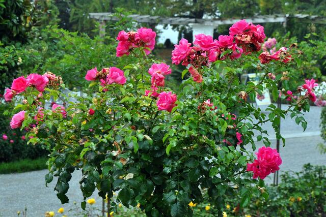 Bodendecker-Rose "Heidetraum", Züchter: Noack 1988