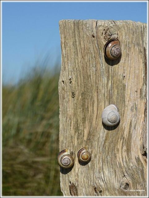Schneckentreffen am Strand von Heiligenhafen (Foto: Katja Woidtke)