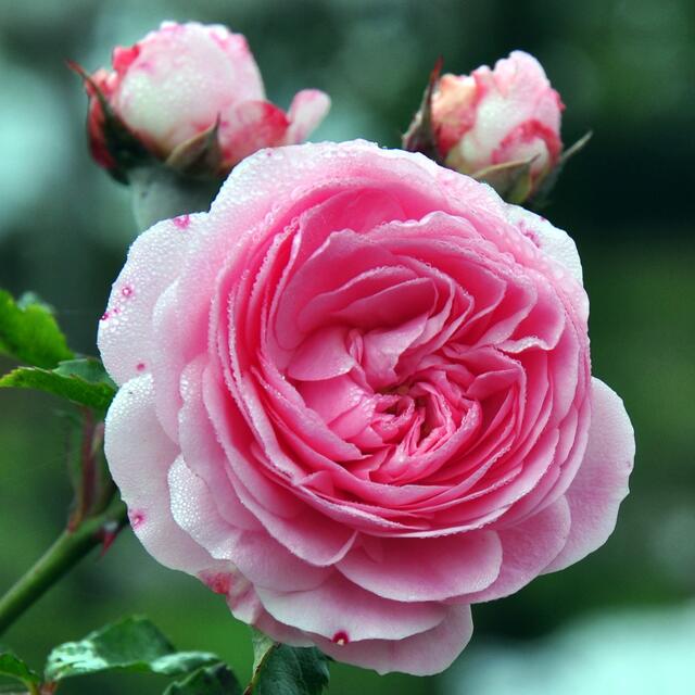 Bodendecker-Rose "Larissa", Züchter: W. Kordes' Söhne, 2005