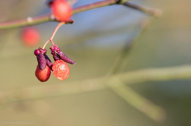 Früchte (Pfaffenhütchen?)