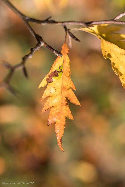 Herbstlaub