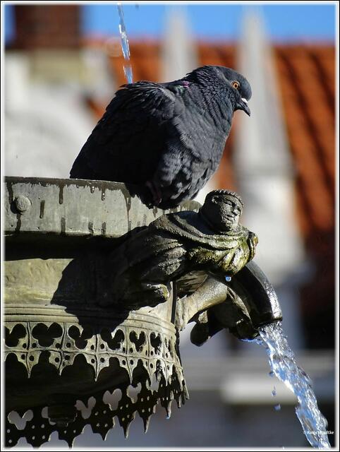 Detail am Luna-Brunnen Lüneburg (Foto: Katja Woidtke)