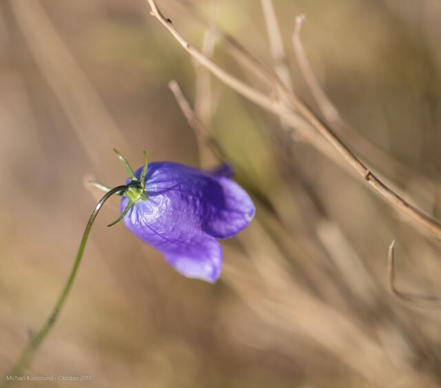 Glockenblume blau