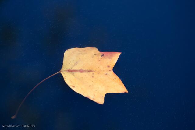 Blatt eines Tulpenbaums