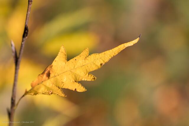 Herbstlaub gelb