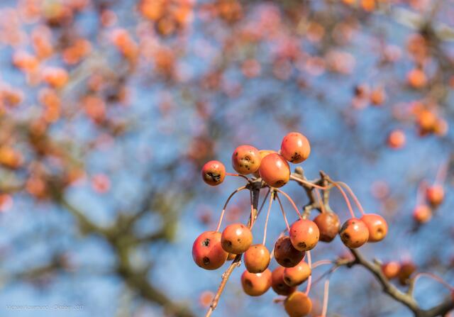 Herbstliche Baumfrüchte
