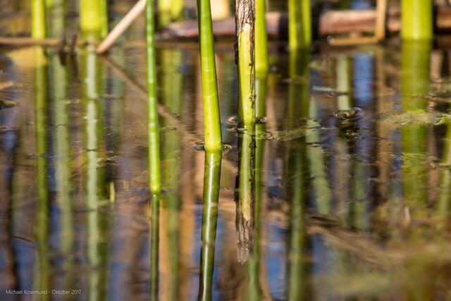Gespiegelte Halme