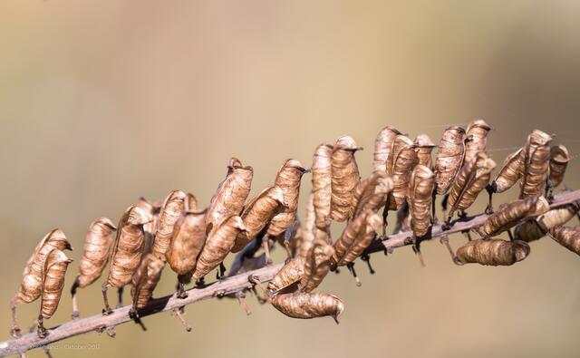 Mit etwas Fantasie: ...viele kleine Vögel dicht an dicht