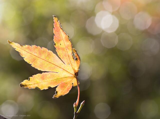 Ahornblatt mit Bokeh