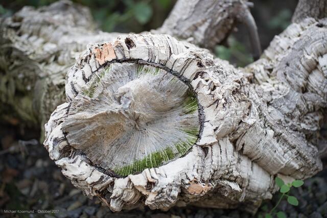 Baumstumpf mit dicker Rinde