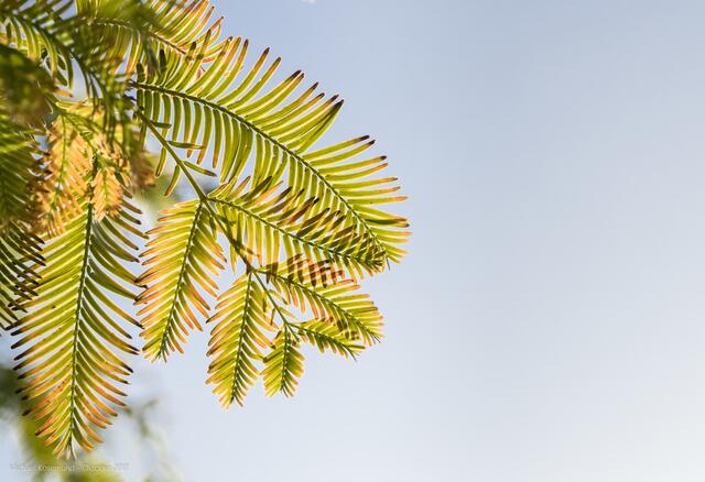 Diese Nadeln gehören zum Mammutbaum