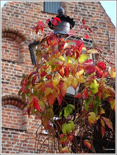 Herbst in Lüneburg (Foto: Katja Woidtke)