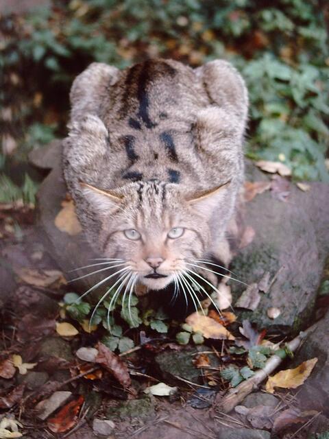 SIND KATZEN EHER ANGRIFFSLUSTIG ?