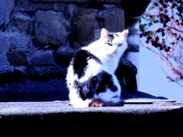 KATZEN SIND SEHR AUFMERKSAME TIERE