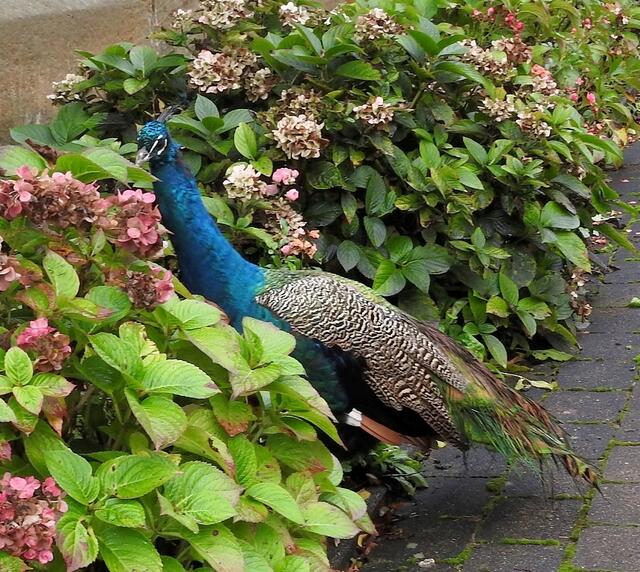 Er sucht Insekten
