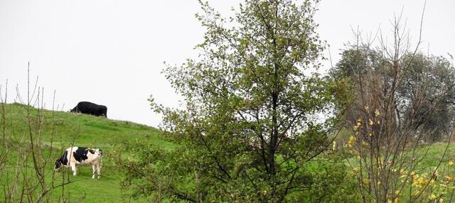 Natur Pur