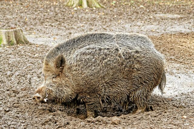 °°Immer dieses Jucken am ganzen Bauch. Gut, dass ich hier gleich eine Badewanne habe!°°
