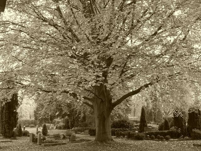 ... hinter der Kapelle ... Baum des Lebens