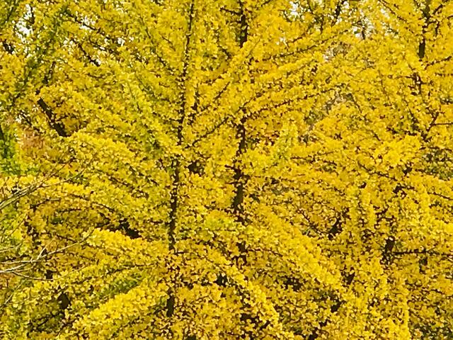 16.11.2017 Der Ginkgo Baum in unserem Park. HannoverGroßBuchholz