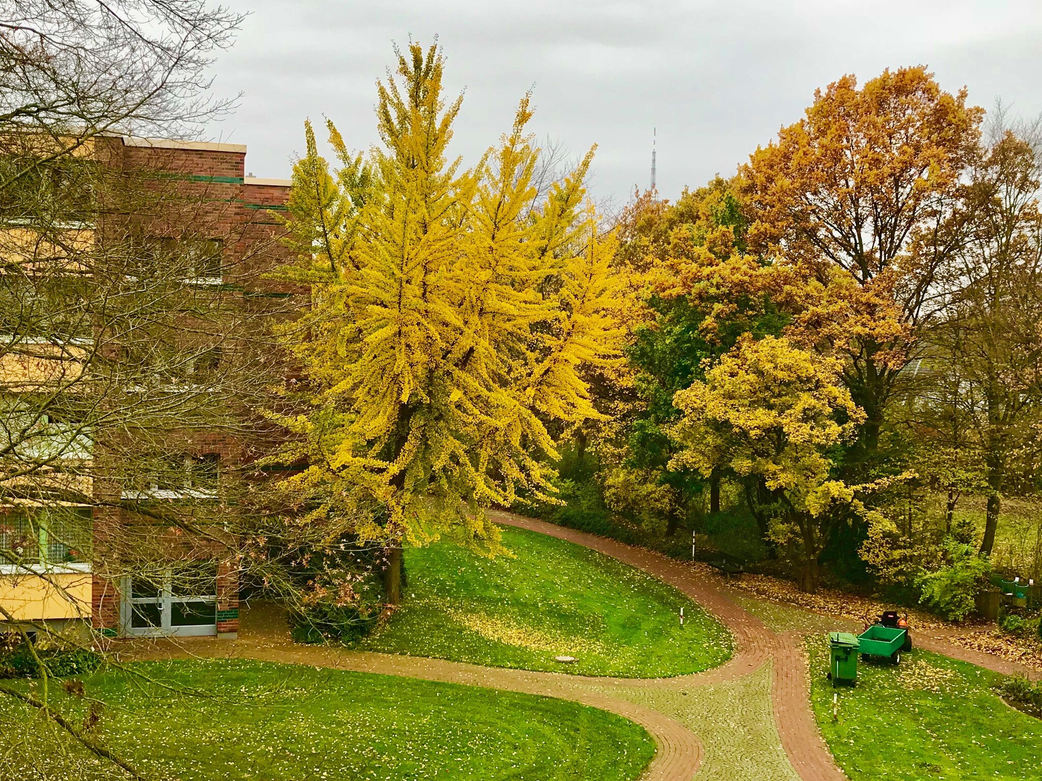 16.11.2017 Der Ginkgo Baum in unserem Park. HannoverGroßBuchholz