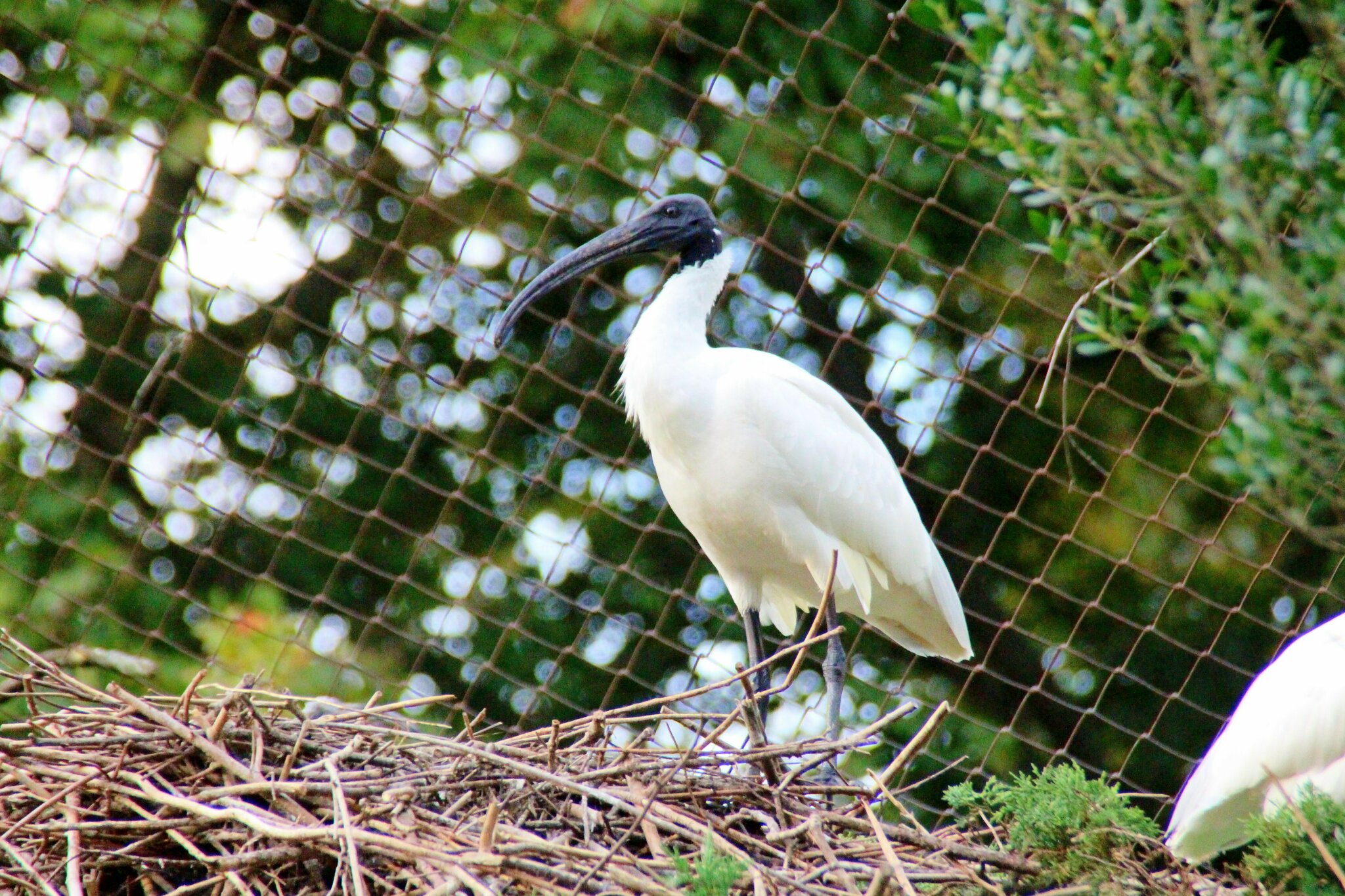 Ach, Du heiliger Bimbam! Donauwörth