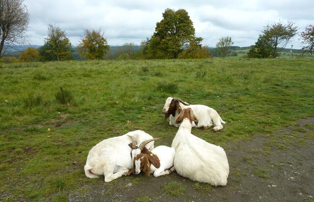 Tierische Begleiter