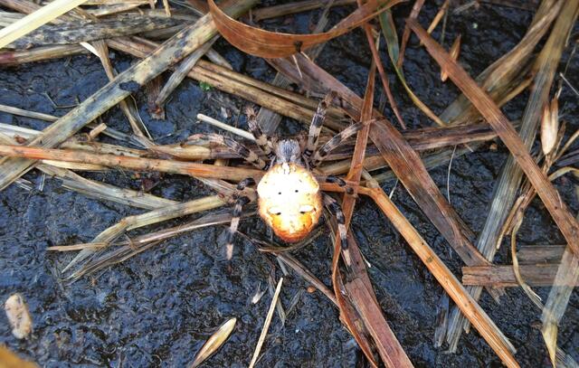 Eine Spinne am Wegesrand