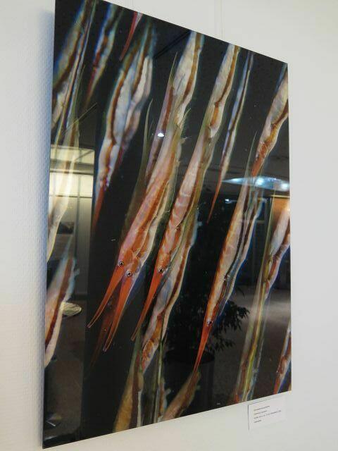 "Schnepfenmesserfische"