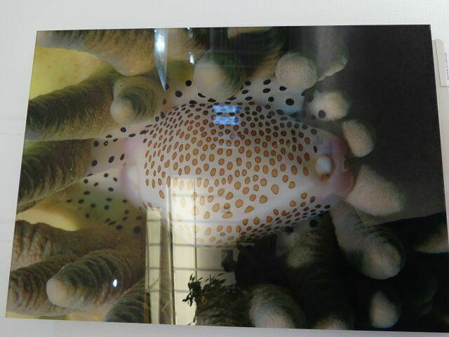 "Eischnecke"